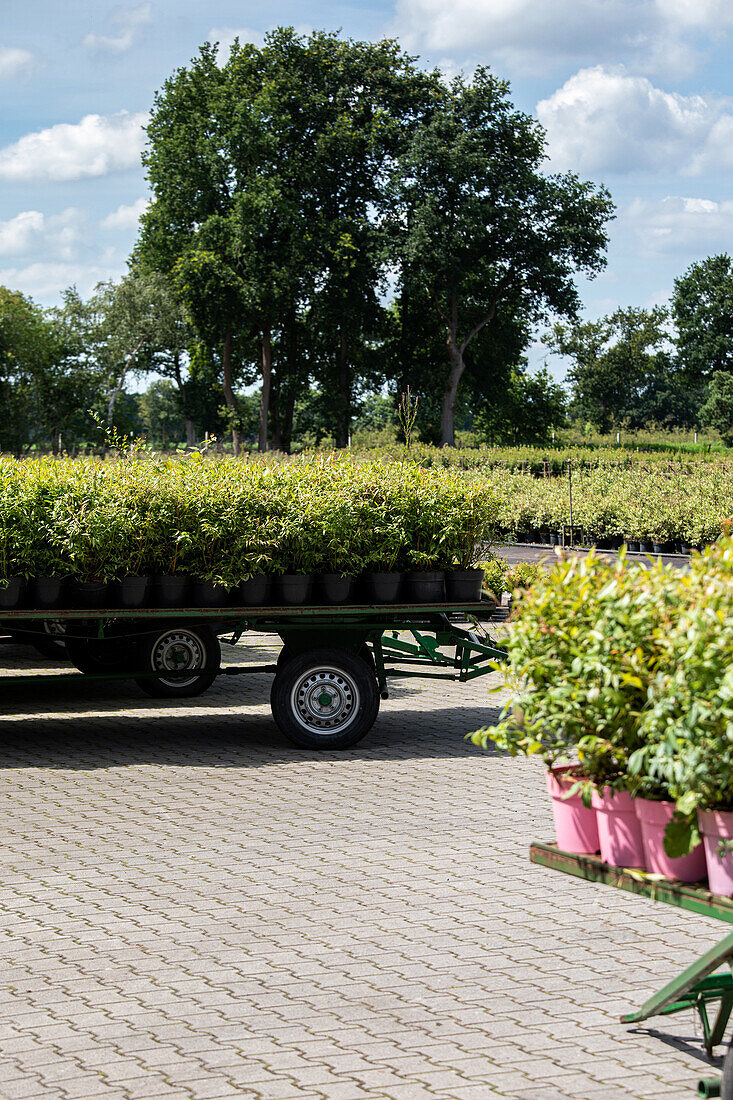 Nursery - Plants on trolleys