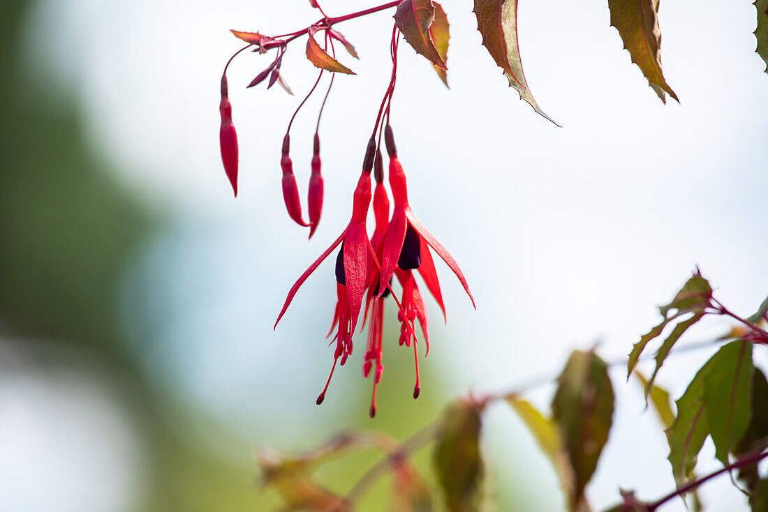 Fuchsia magellanica 'Riccartonii' plants