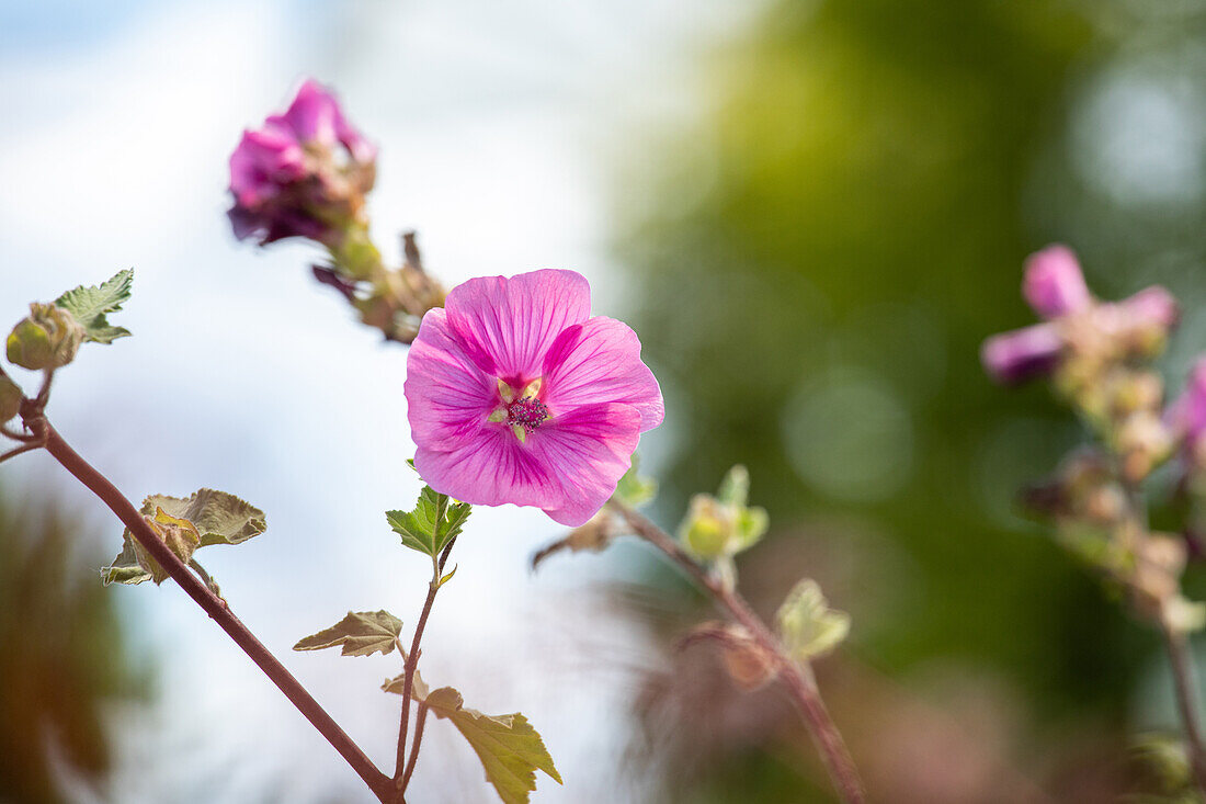 Lavatera thuringiaca 'Burgundy Wine'