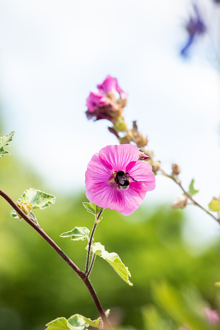 Lavatera thuringiaca 'Burgundy Wine'