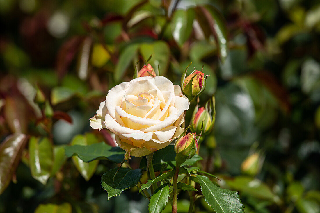 Strauchrose, weiß