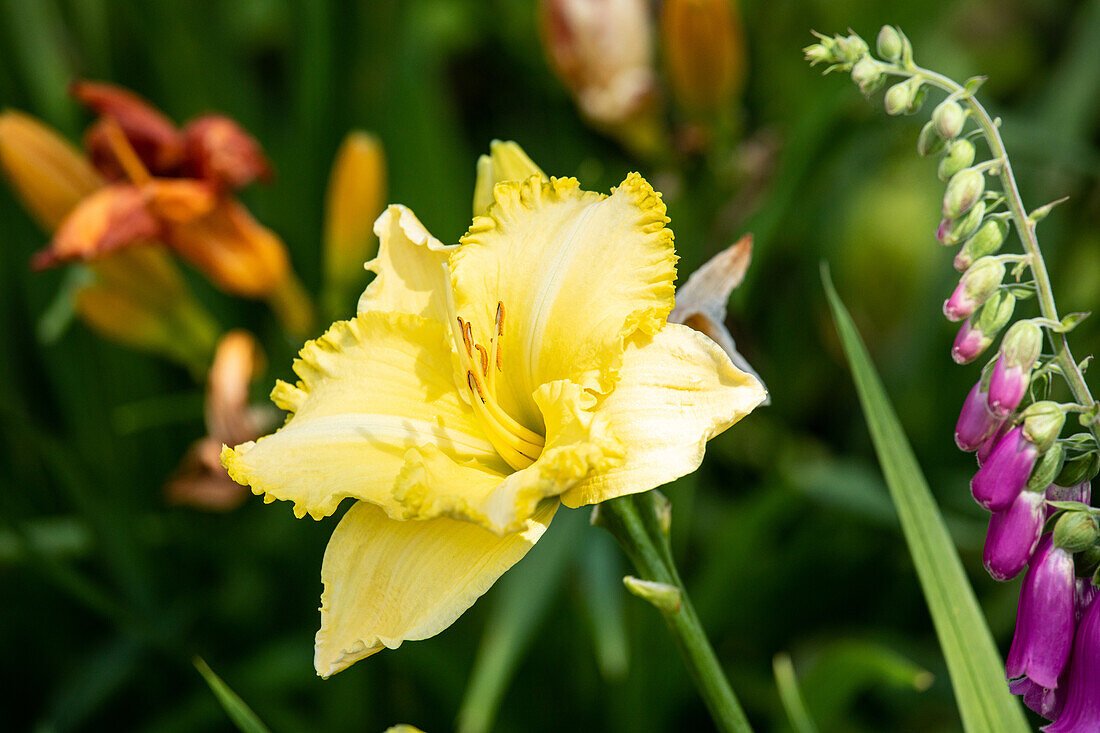 Hemerocallis, yellow