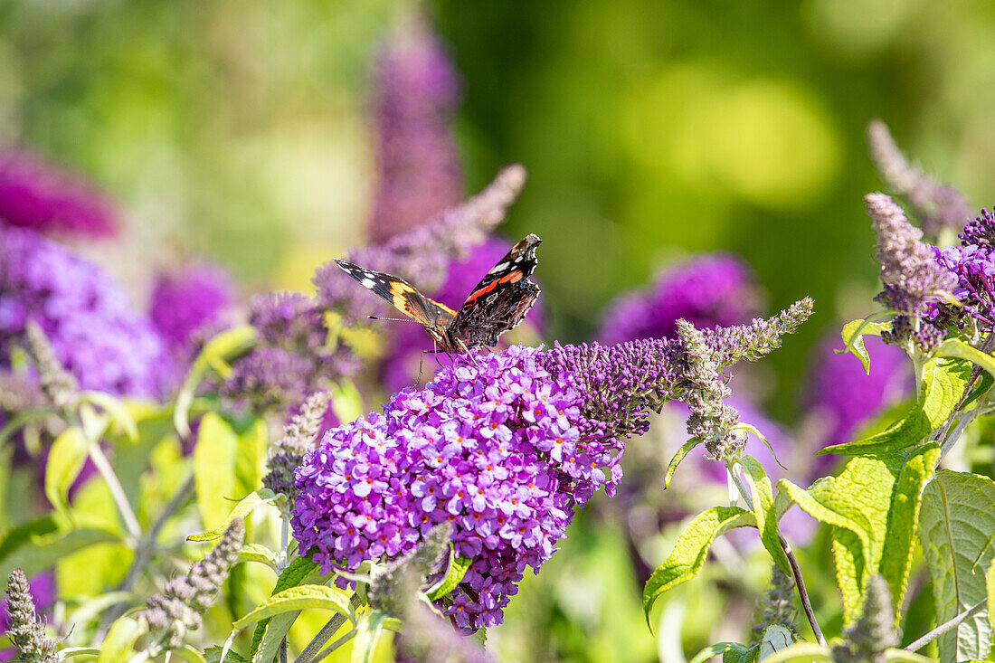 Schmetterling am Sommerflieder