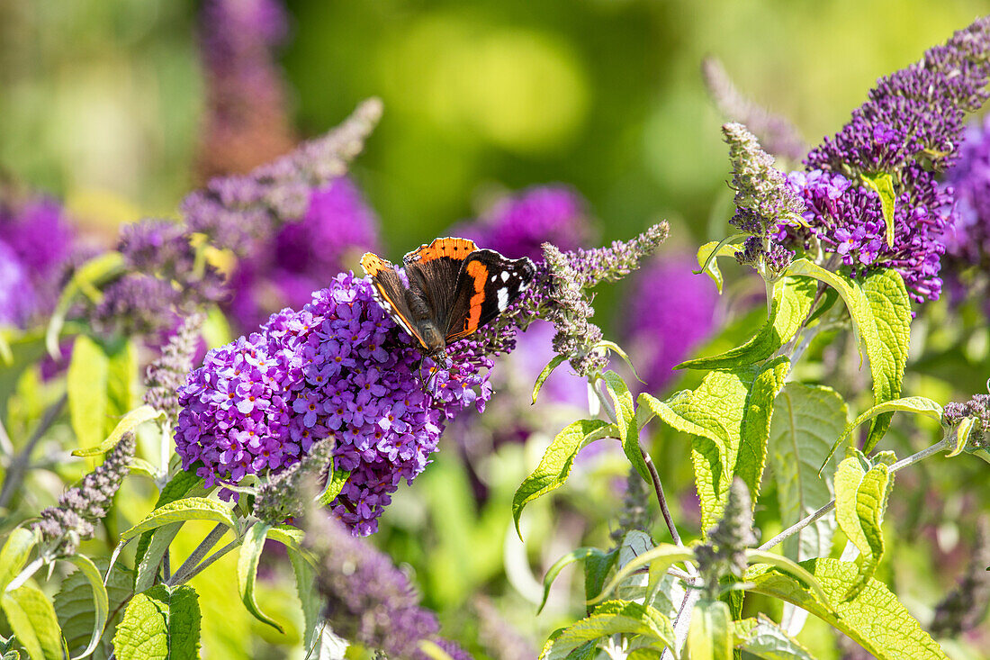 Butterfly on summer lilac