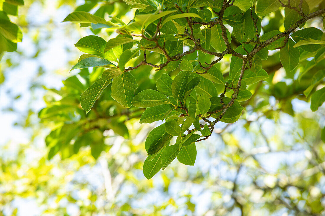 Magnolia stellata