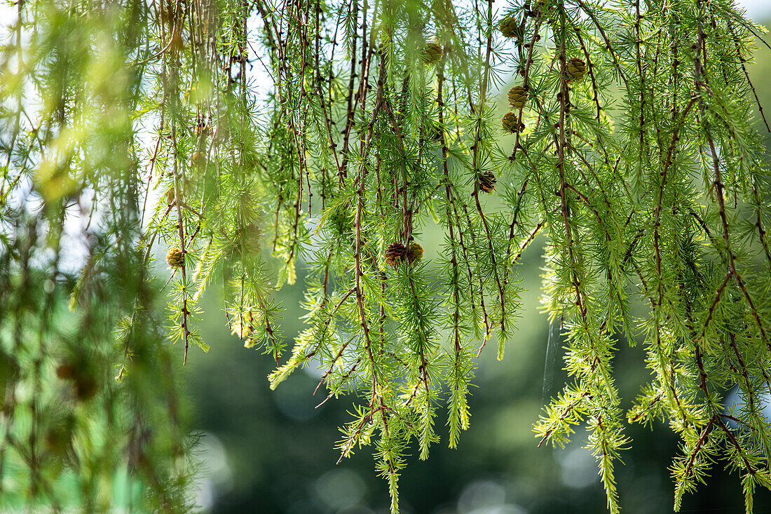 Larix kaempferi 'Pendula'