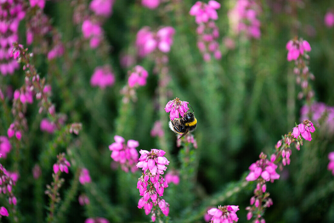 Bumblebee in flower