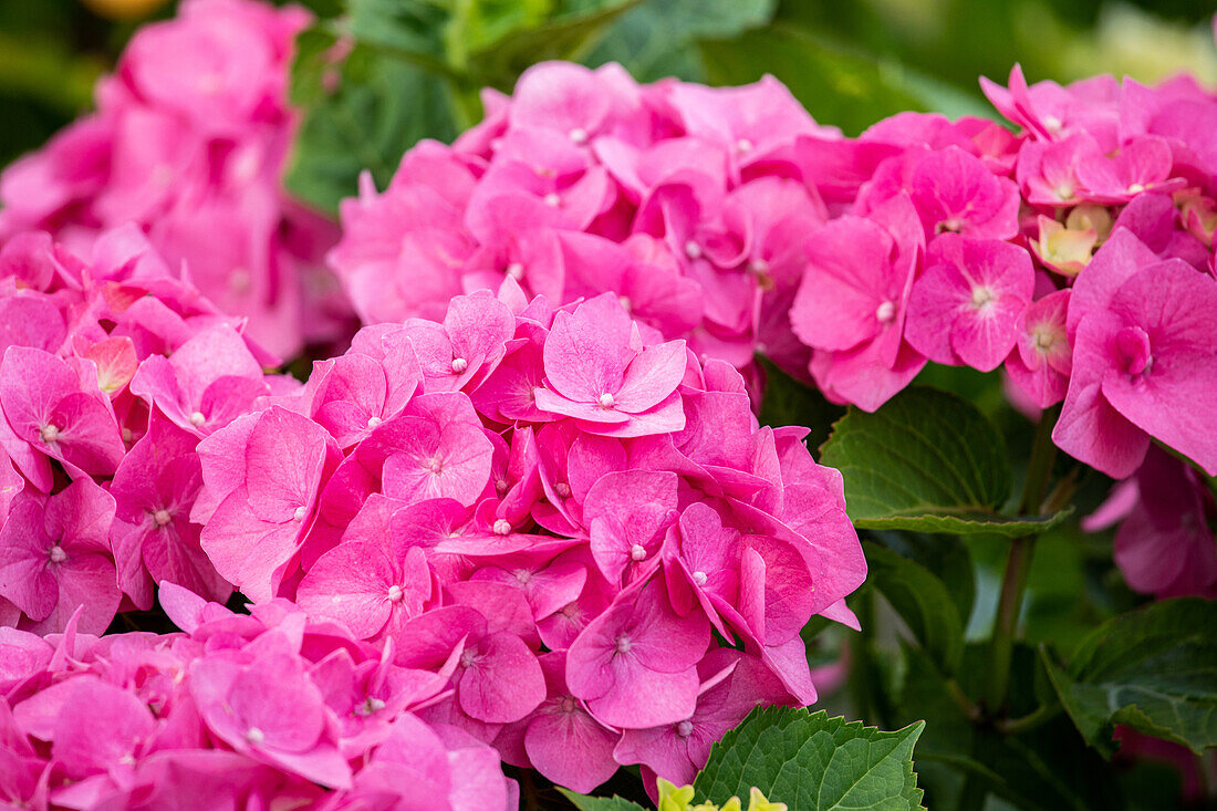 Hydrangea macrophylla, pink