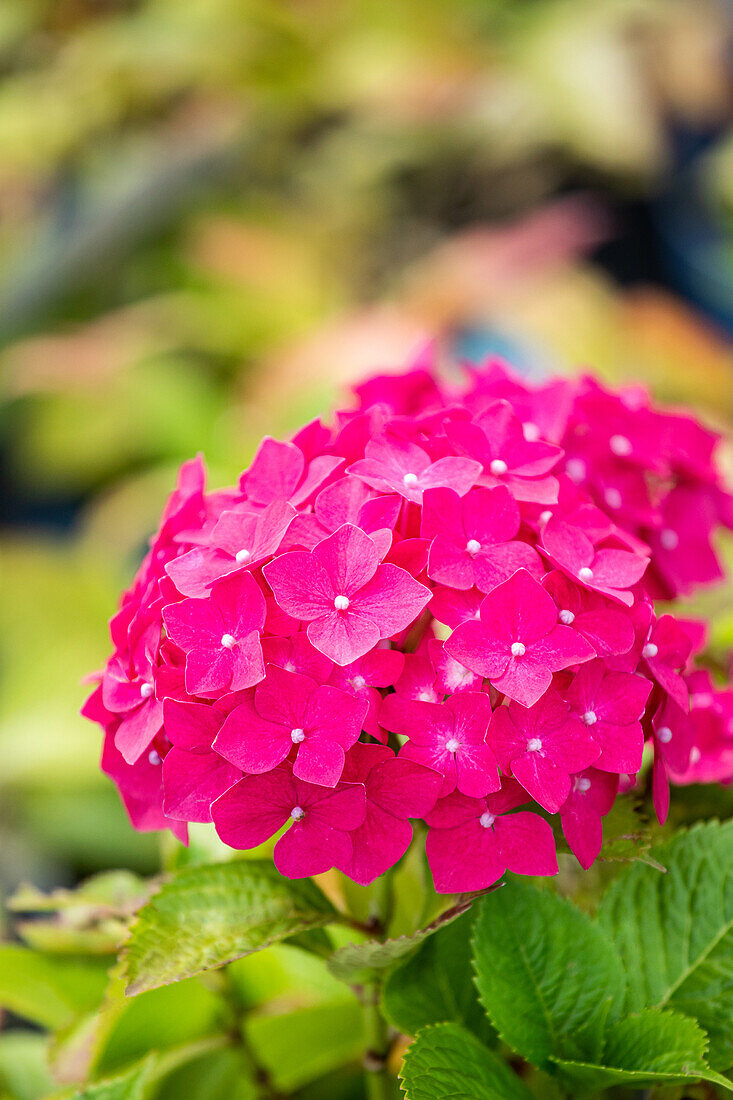 Hydrangea macrophylla, rosarot