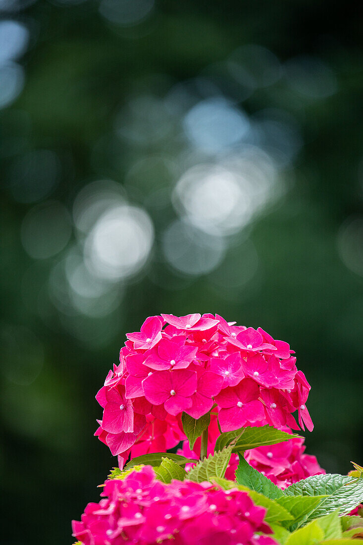 Hydrangea macrophylla, rose pink