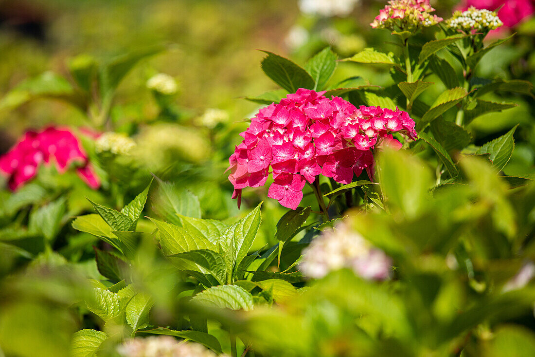 Hydrangea macrophylla 'Freudenstein'