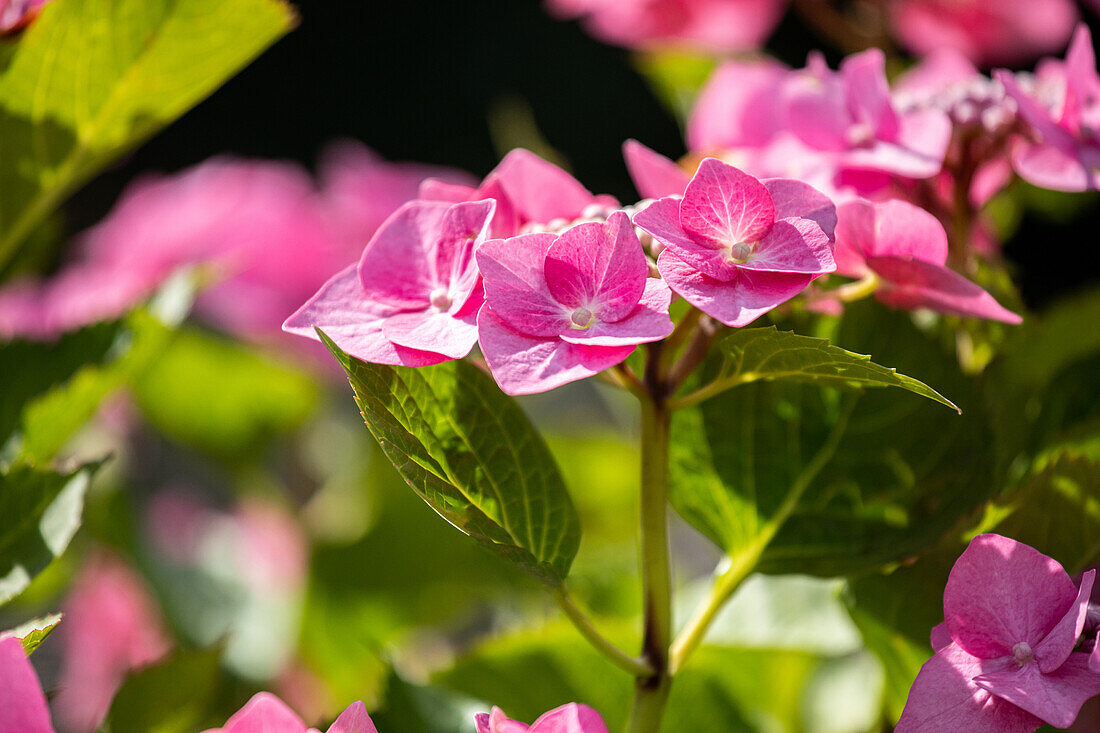 Hydrangea macrophylla, rosa Tellerblüten