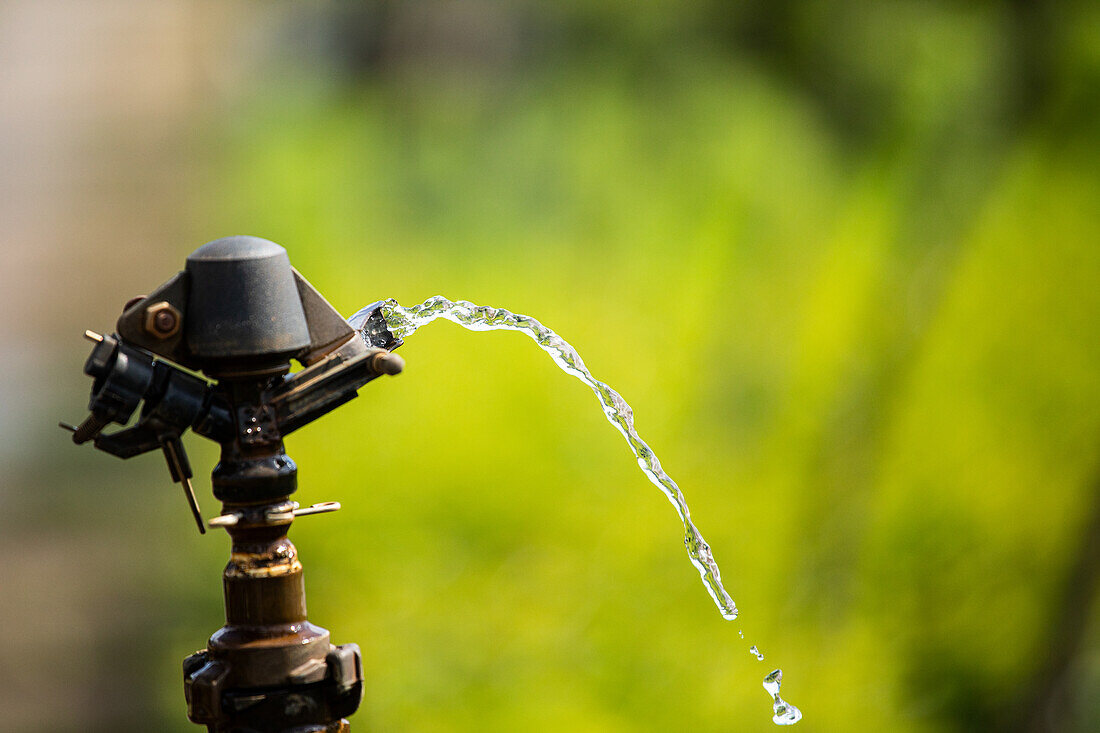 Plant watering