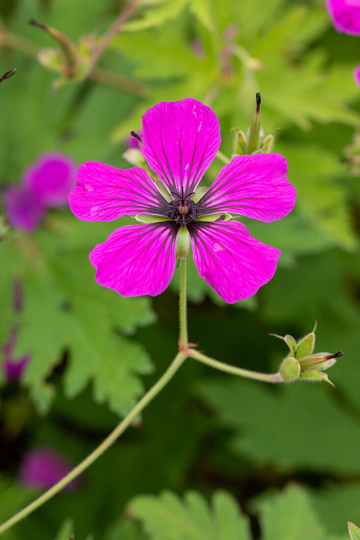 Geranium psilostemon