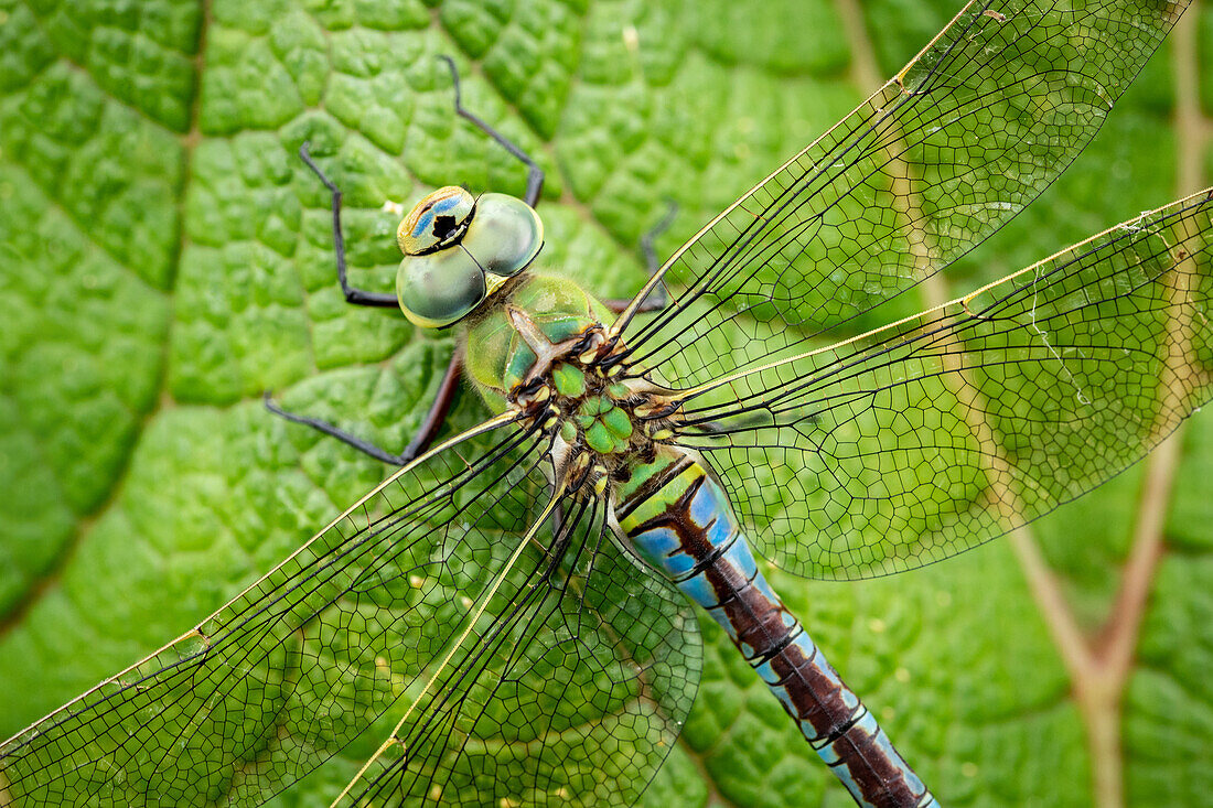 Libelle