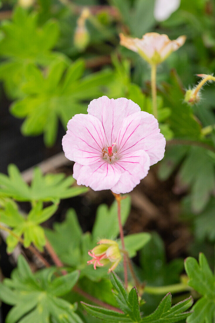 Geranium sanguineum var. striatum