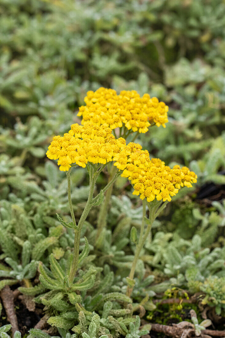 Achillea tomentosa