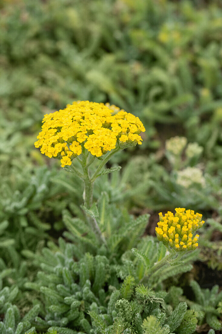 Achillea tomentosa – Bild kaufen – 14070956 Gartenbildagentur Friedrich ...