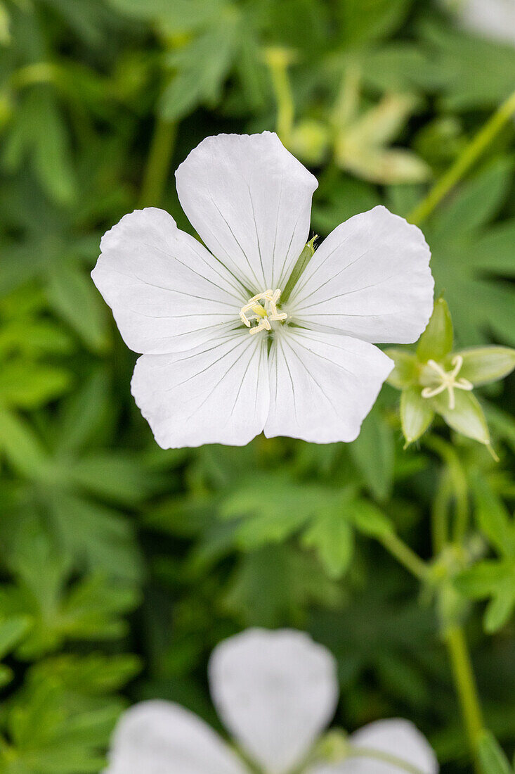 Geranium sanguineum 'Album'