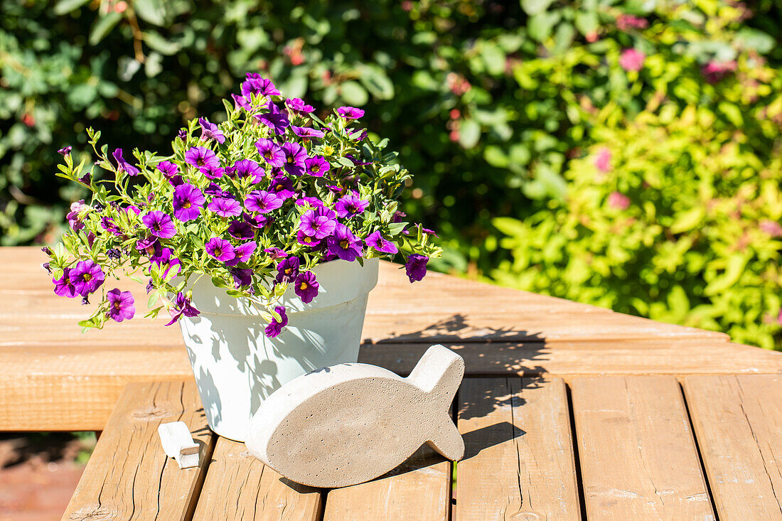 Calibrachoa, purple