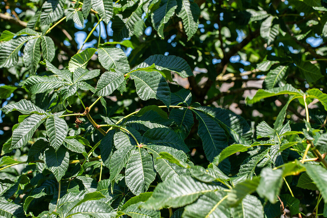 Aesculus parviflora