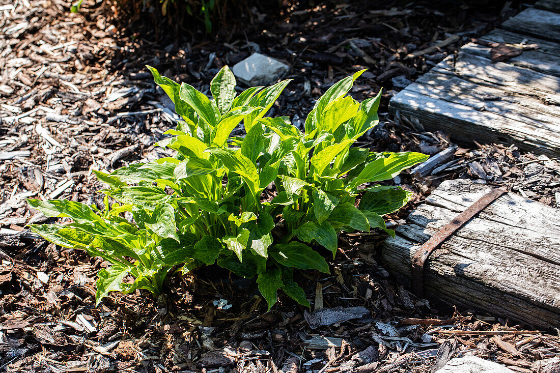 Hosta