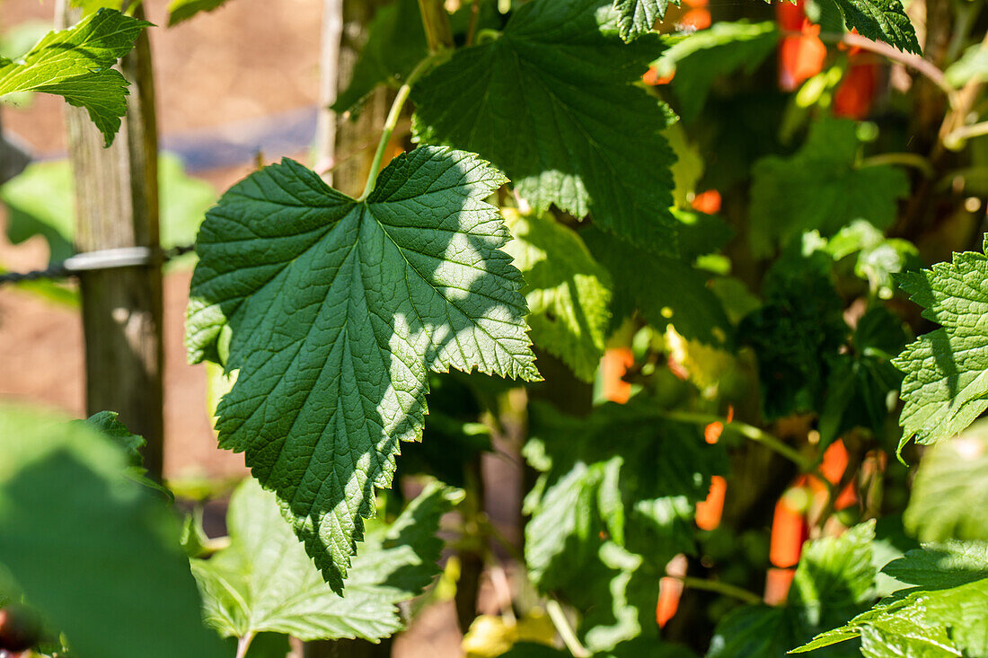 Ribes x nidigrolaria