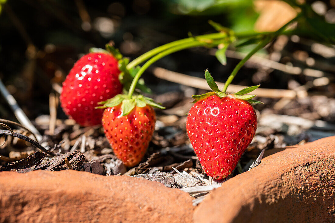 Fragaria x ananassa