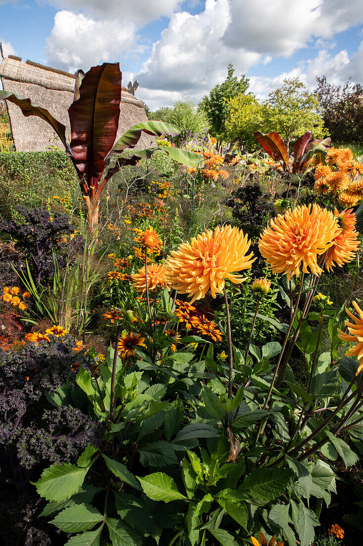 Bed with dahlias