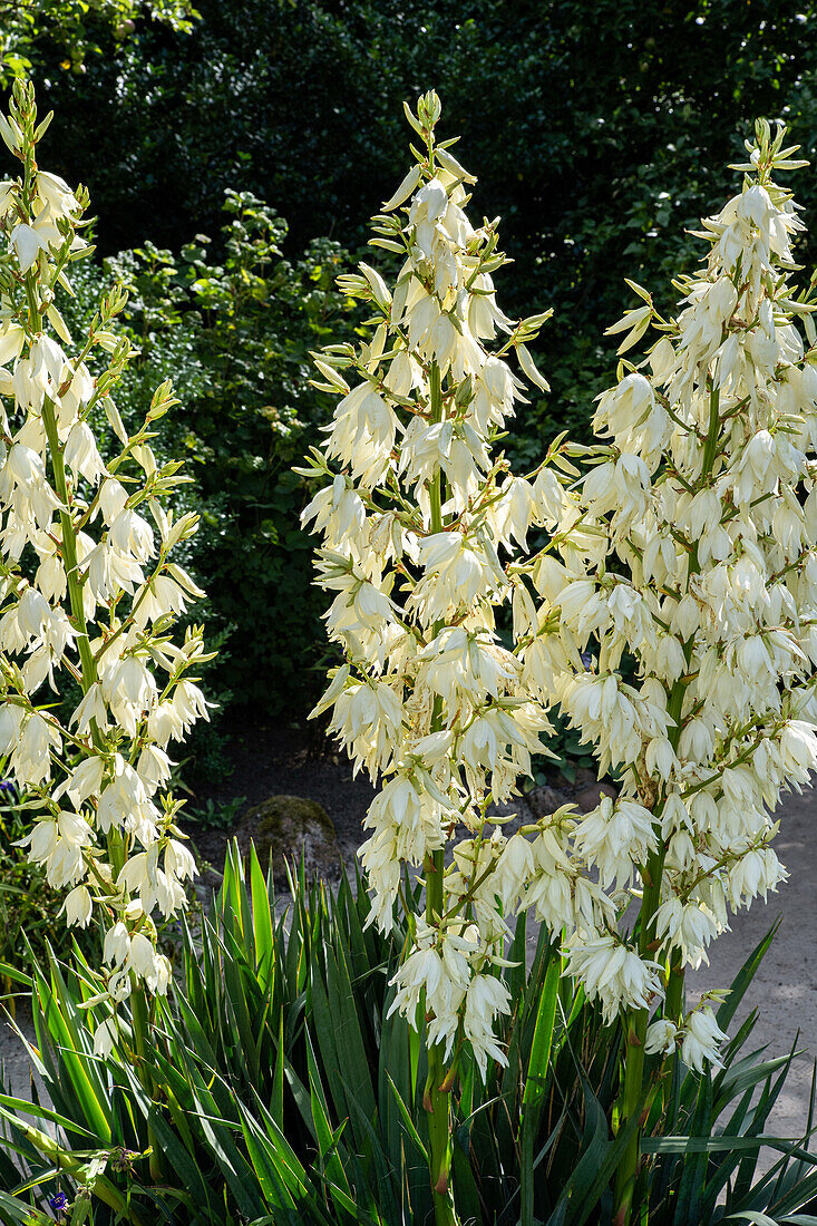 Yucca filamentosa