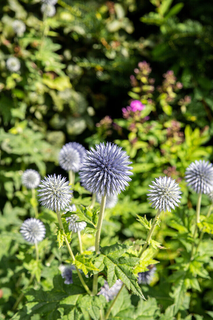 Echinops ritro