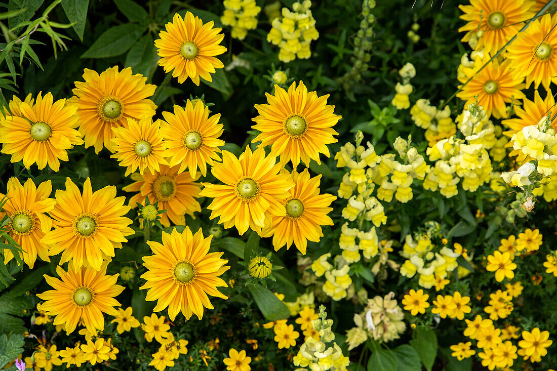 Rudbeckia hirta