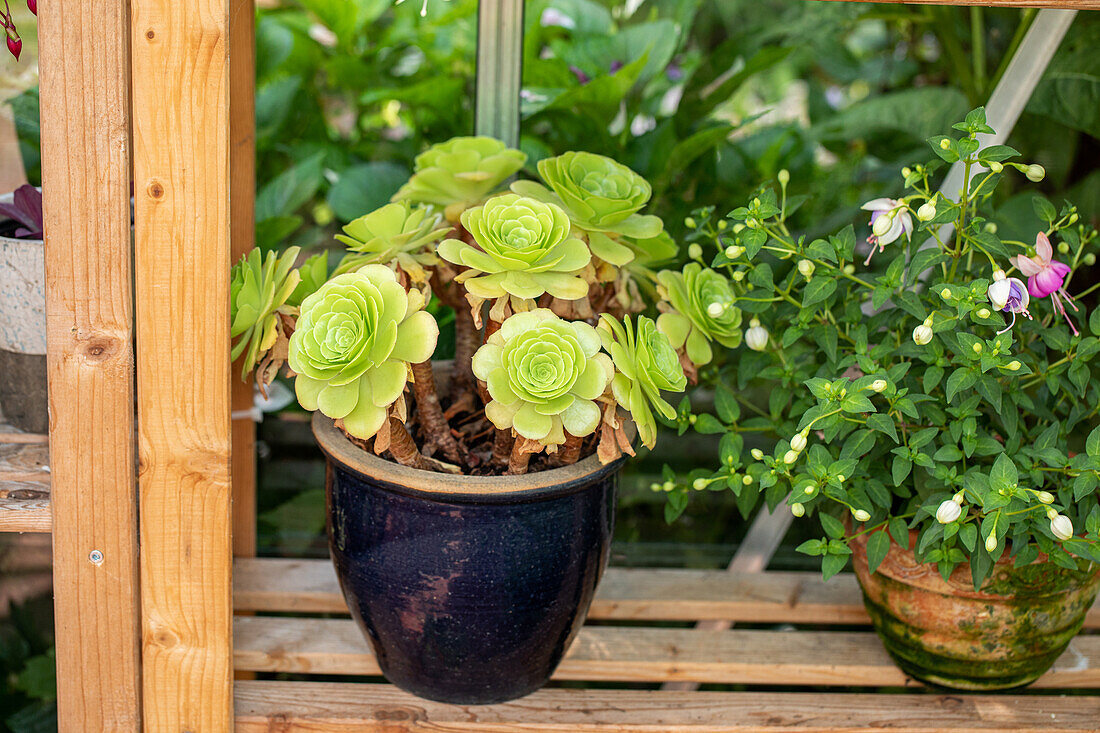 Aeonium undulatum