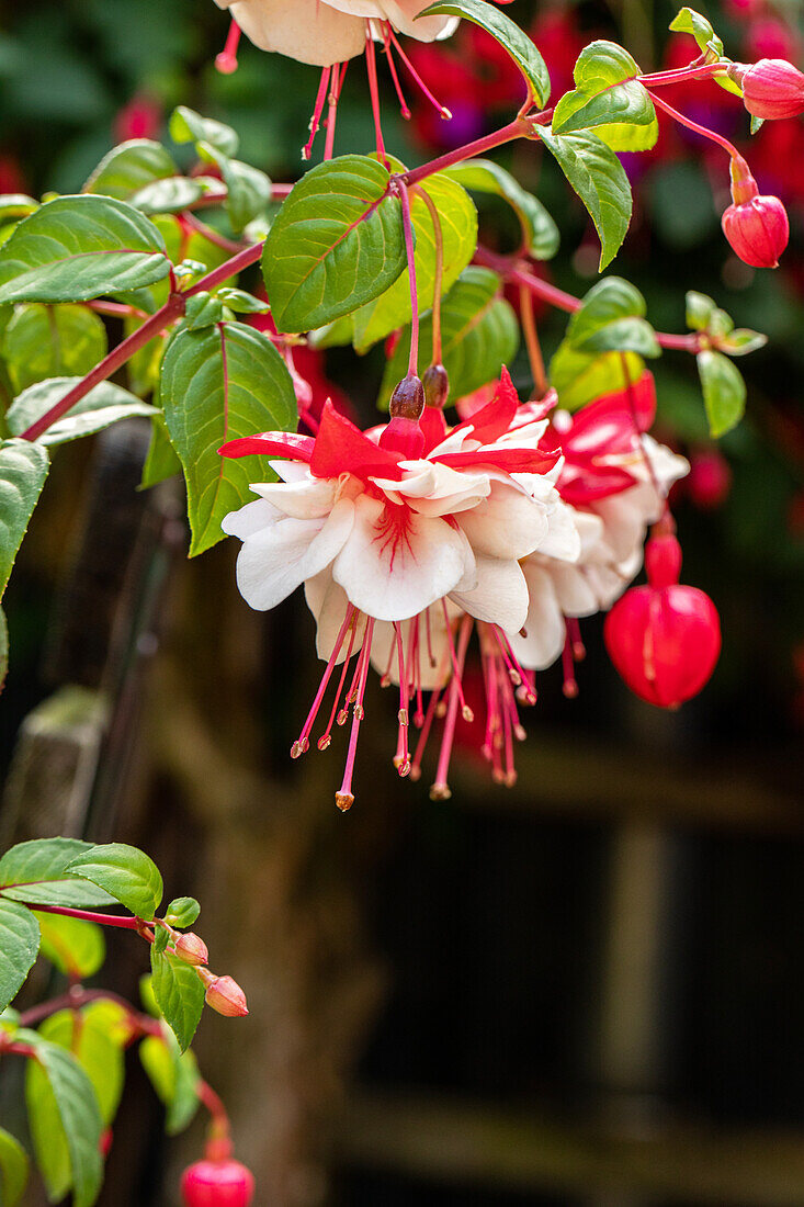 Fuchsia, red white