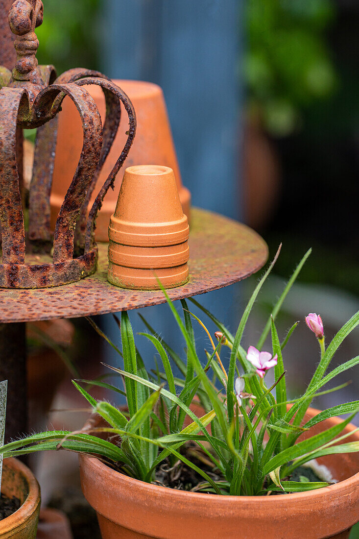 Garden decoration - Potted plants