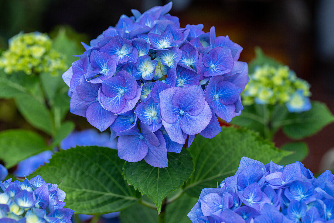 Hydrangea macrophylla, blue