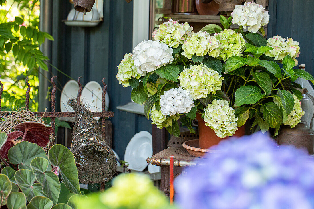 Hydrangea macrophylla, weiß