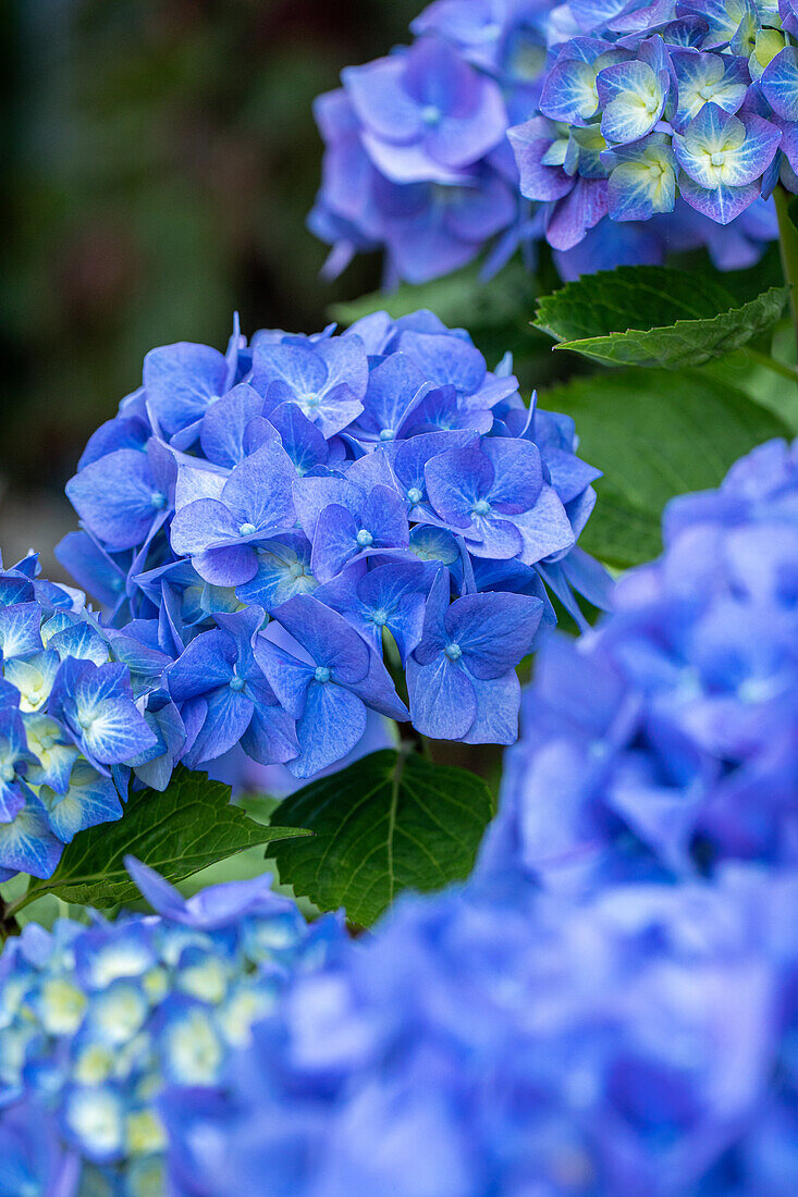 Hydrangea macrophylla, blau