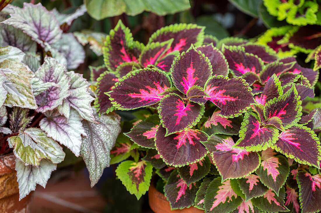 Coleus blumei