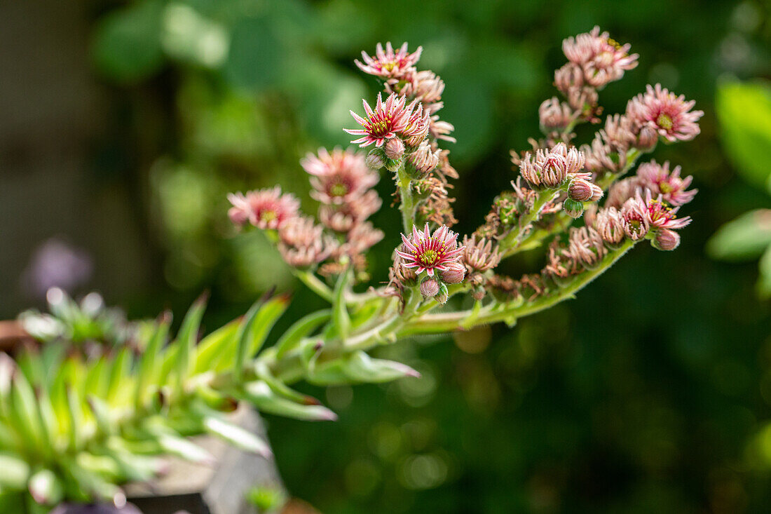 Sempervivum