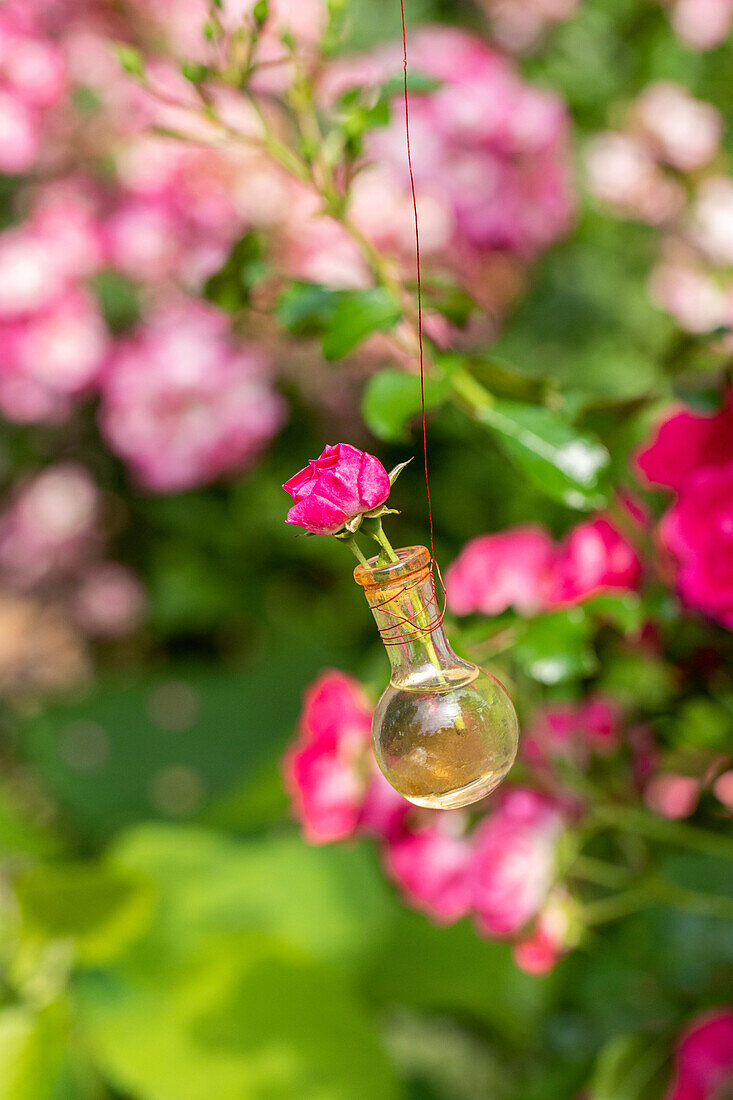 Garden decoration - Rose