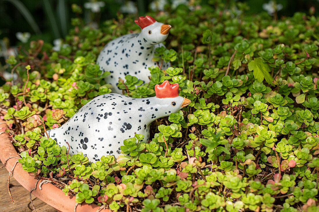 Garden decoration - Chicken figurines