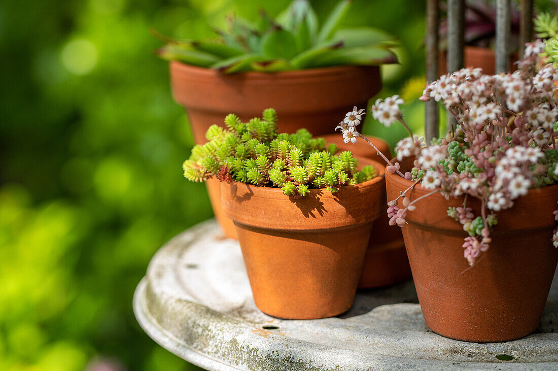 Sedum acre