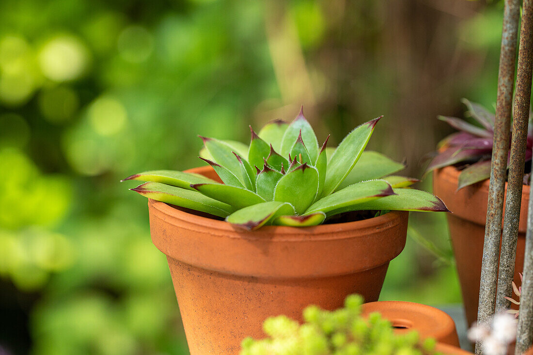 Sempervivum, green