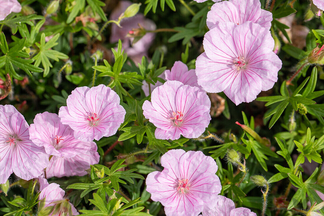 Geranium sanguineum var. striatum