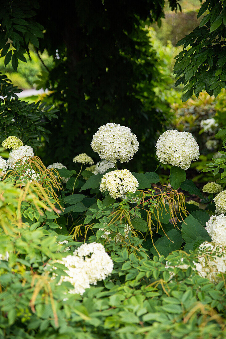 Hydrangea arborescens