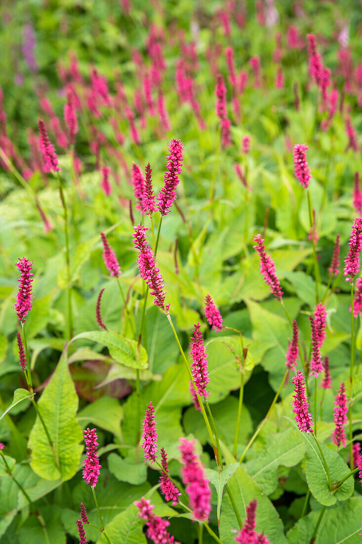 Bistorta amplexicaulis 'Atropurpureum