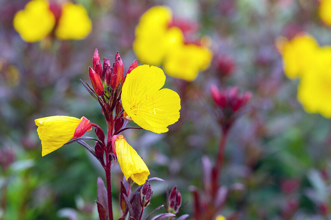 Oenothera fruticosa 'Fyrverkeri'