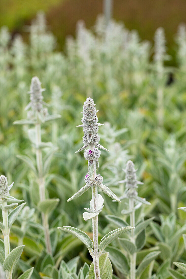 Stachys byzantina 'Big Ears'