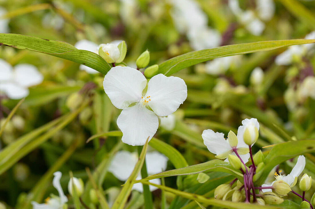 Tradescantia andersoniana 'Innocence' (English)